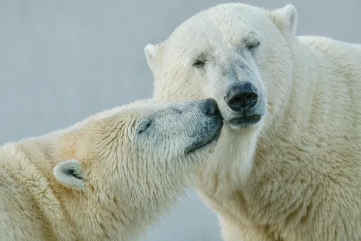 Top 5 des types d’animaux qui vivent dans le froid