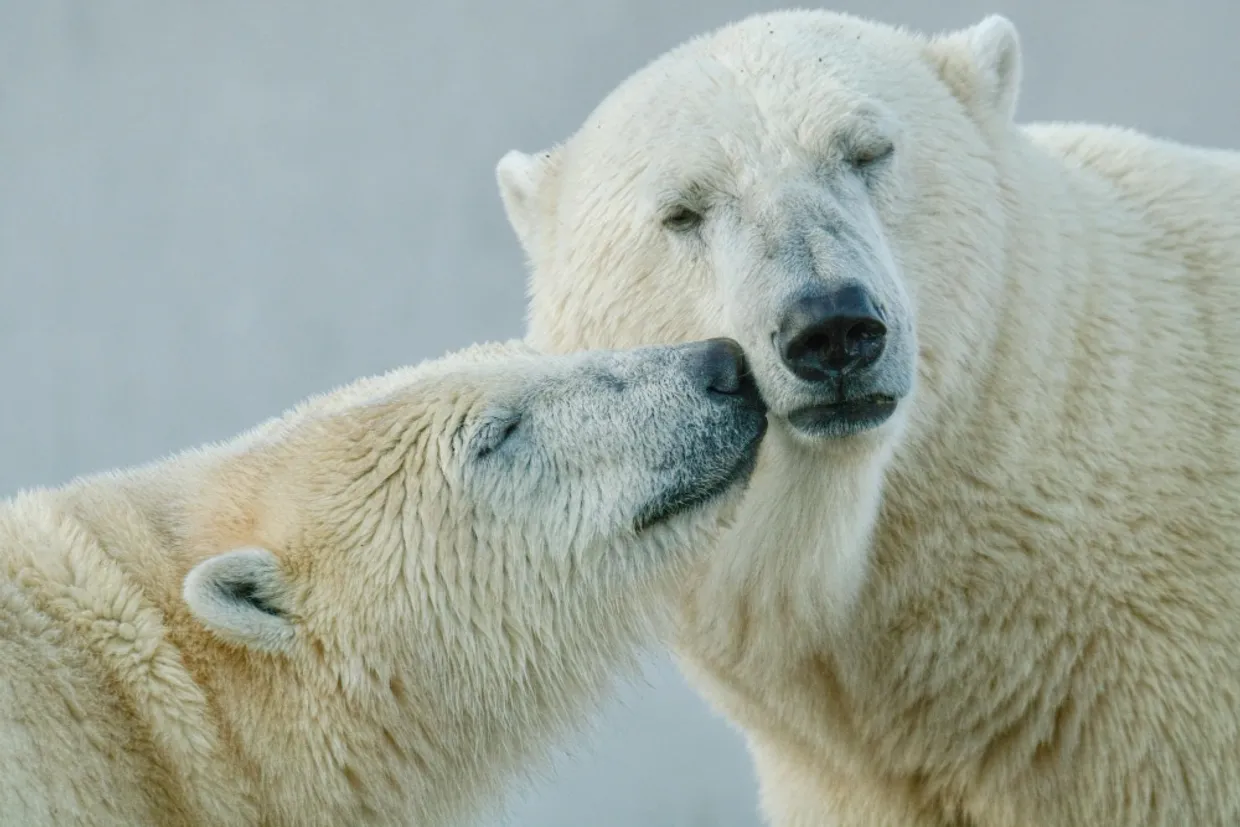 Top 5 des types d’animaux qui vivent dans le froid