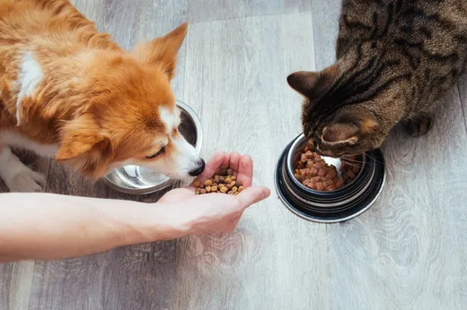 Top 5 Des Meilleures Croquettes Pour Chien