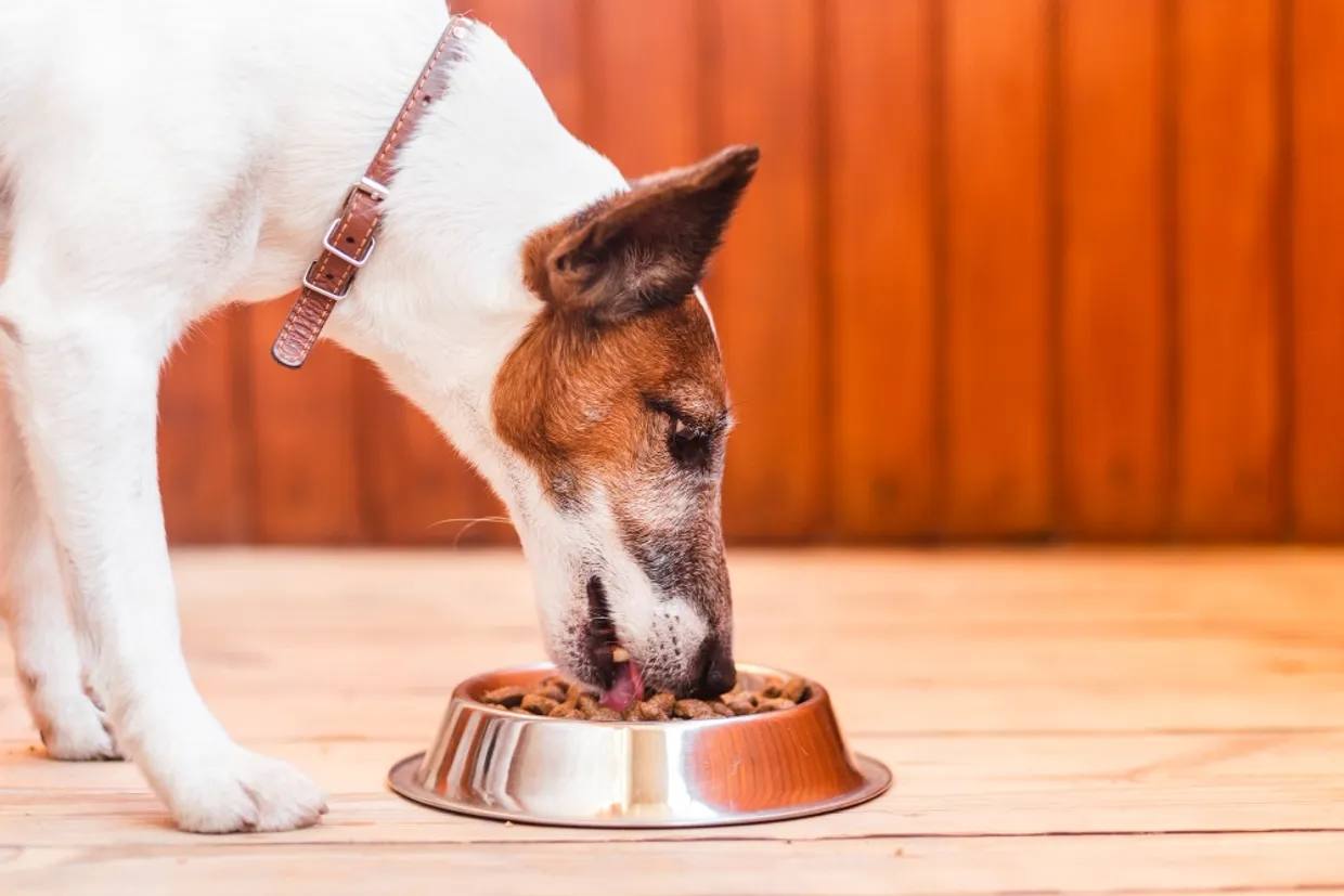 Top 5 des meilleures croquettes pour chien