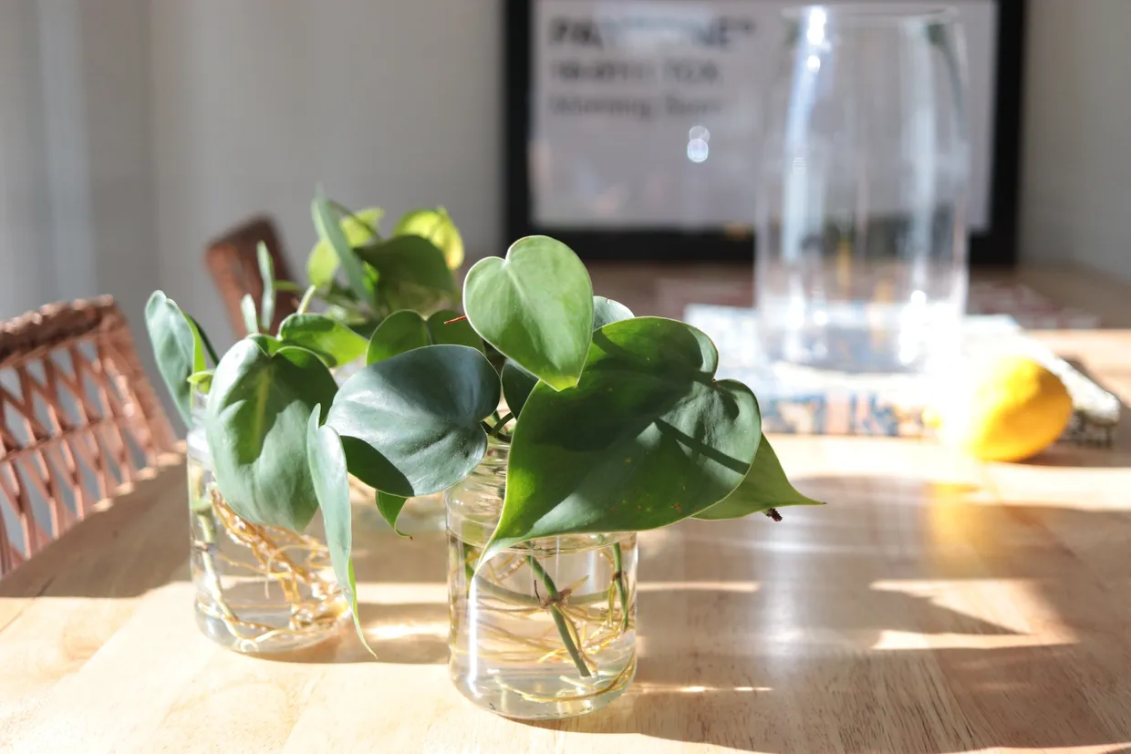 Top 5 plantes d’intérieur résistantes à la lumière faible : pour les débutants