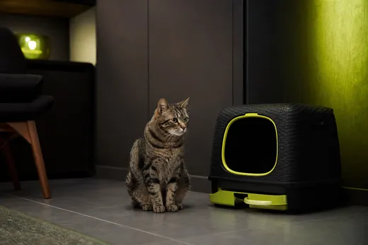 TOP 5 des astuces pour empêcher un chat de faire pipi hors de sa litière sans le punir