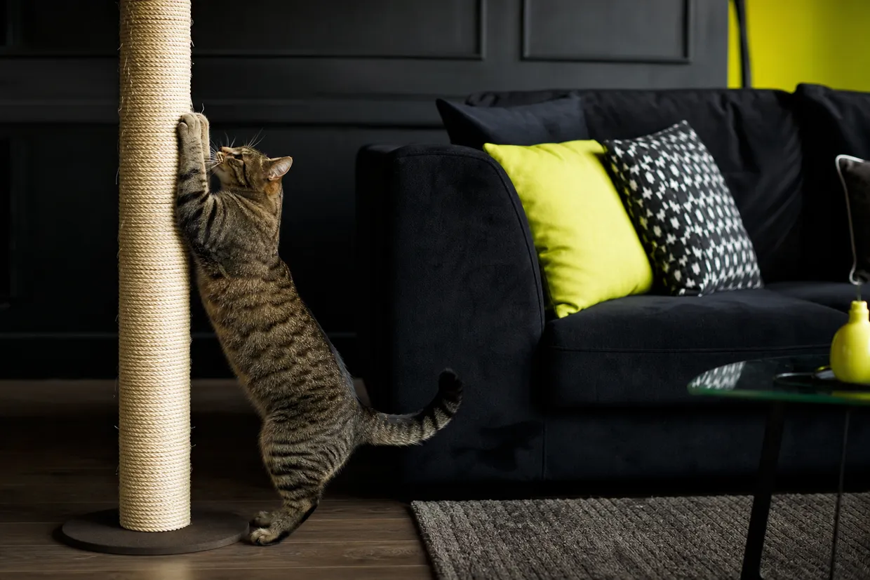 TOP 5 des astuces pour empêcher un chat de griffer le canapé sans le traumatiser