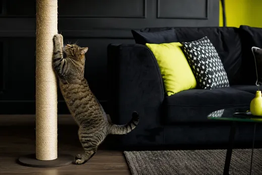 TOP 5 des astuces pour empêcher un chat de griffer le canapé sans le traumatiser