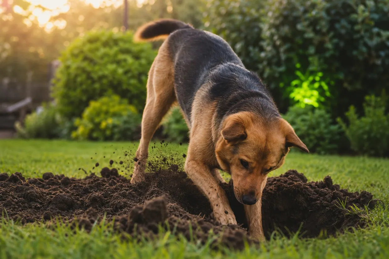 TOP 5 des astuces pour empêcher un chien de creuser des trous dans le jardin