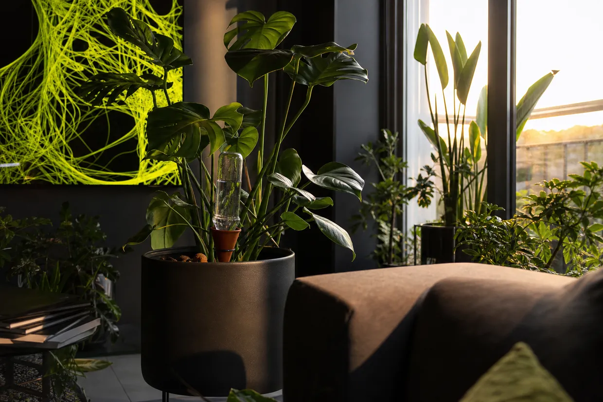 TOP 5 des astuces pour protéger ses plantes d'intérieur pendant une canicule en vacances