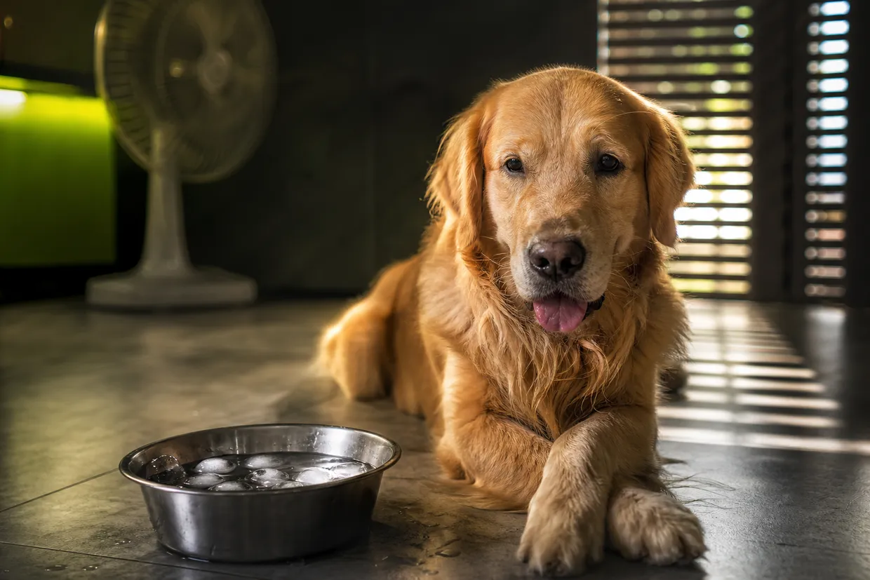 TOP 5 des astuces pour rafraîchir un chien pendant une canicule sans le mettre en danger