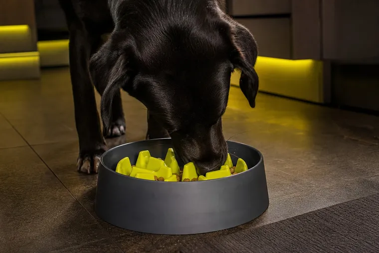 TOP 5 des astuces pour ralentir un chien qui mange trop vite ses croquettes