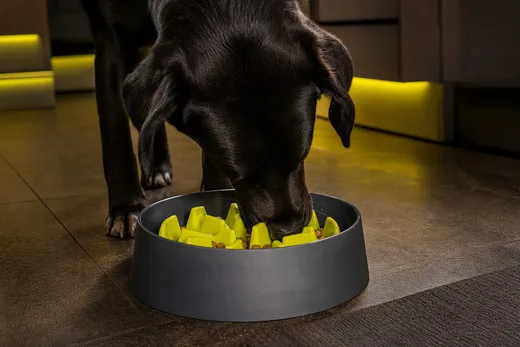 TOP 5 des astuces pour ralentir un chien qui mange trop vite ses croquettes