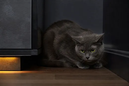 TOP 5 des astuces pour reconnaître les signes de stress chez un chat