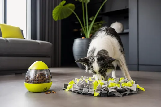 TOP 5 des jouets pour occuper un chien seul à la maison et limiter l'anxiété de séparation