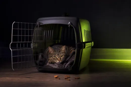 TOP 5 des méthodes pour habituer un chat à sa caisse de transport sans stress