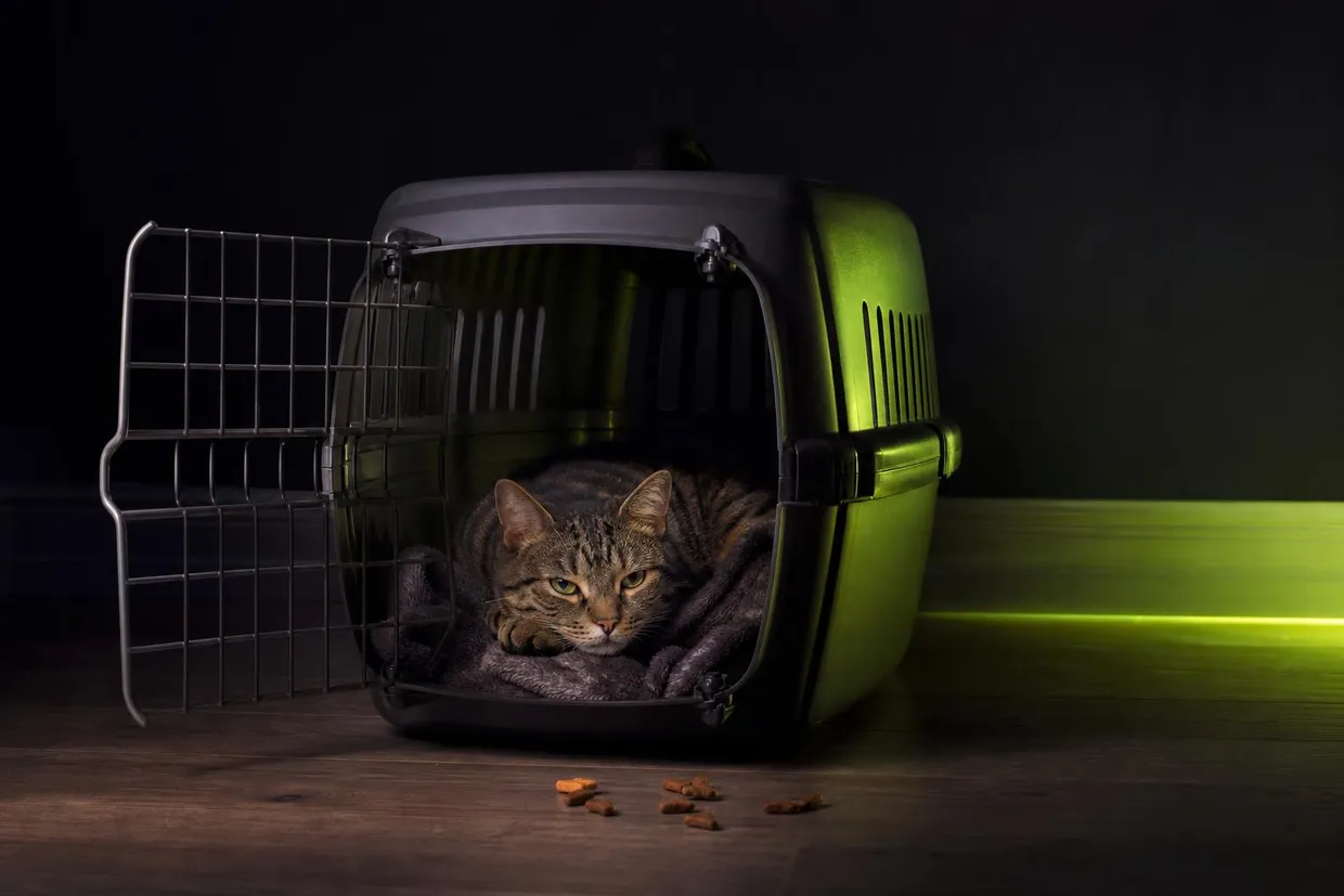 TOP 5 des méthodes pour habituer un chat à sa caisse de transport sans stress