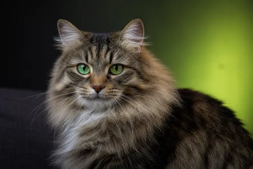 TOP 5 des races de chats hypoallergéniques pour vivre avec un chat malgré les allergies